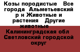 Козы породистые - Все города, Альметьевский р-н Животные и растения » Другие животные   . Калининградская обл.,Светловский городской округ 